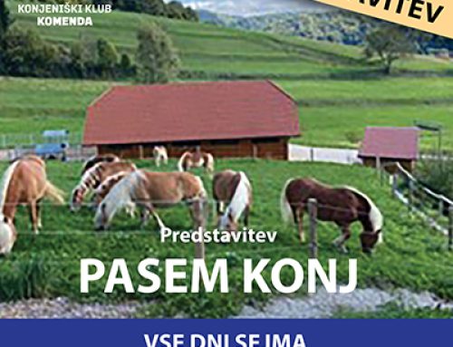 Predstavitev pasem konj